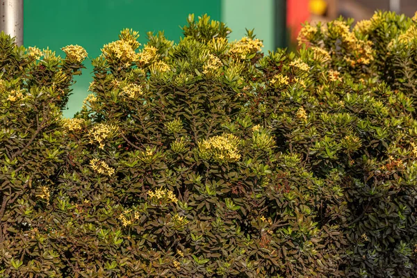 Junglă Galbenă Flacără Flacără Floare Speciei Ixora Coccinea — Fotografie, imagine de stoc