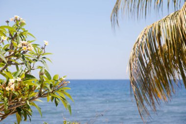 Plumeria ağacı ve denizin arka planında palmiye yaprağı. Frangipani çiçekleri.