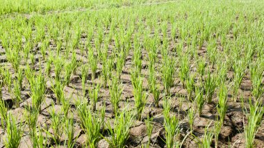 Pirinç tarlasında çatlak toprak organik çiftlikte yüksek sıcaklıkta tohum veriyor, yeşil ve kahverengi pirinç sapını kapatıyor, kırsal ya da kırsal kesimde kırsal kesimde kırsal kesimde kırsal iklimde, kuraklıkta ve kuru çamurda ve kilde toprak kırılıyor.