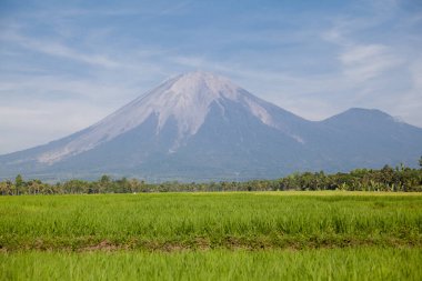 Agung Dağı ya da Gunung Agung Dağı. Önünde yeşil pirinç tarlası olan kutsal ve ünlü bir Bali volkanı manzarası. Bali, Endonezya. Agung volkanı ve pirinç tarlaları.