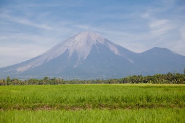 Mount Agung or Gunung Agung. A view of a sacred and famous Balinese volcano with a green rice field in the foreground. Bali, Indonesia. Agung volcano and rice fields. clipart