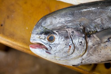 Tezgahta ton balığı var. Taze balık tezgahı, üst üste çiğ ton balığı. Taze balıklı sokak pazarı. Çiğ ton balığı.