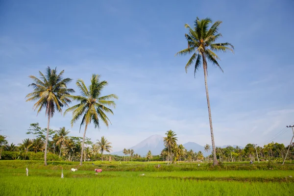 Чудовий Краєвид Пальмами Рисовими Полями Сонячну Погоду Рисові Плантації Острові — стокове фото