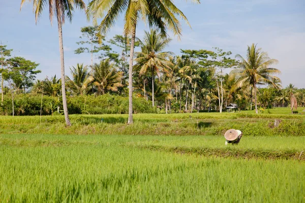 Rizstermesztés Rizs Ültetés Bali Szigetén Indonéziában Gyönyörű Táj Pálmafákkal Rizsföldekkel — Stock Fotó
