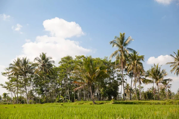 Vackert Landskap Bali Island Indonesien Kokospalmer Och Risfält Soligt Väder — Stockfoto