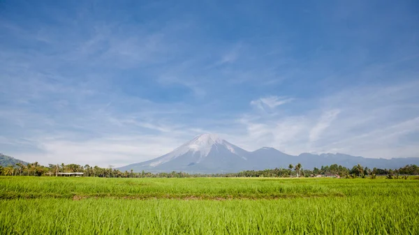 Вулкан Агунг Ясную Погоду Вулкан Агунг Рисовые Поля — стоковое фото
