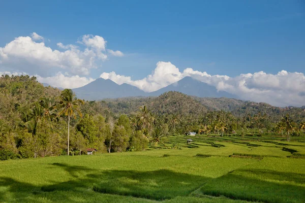 Красивый Вид Балийского Ярко Зеленого Риса Растущего Тропических Полевых Террасах — стоковое фото