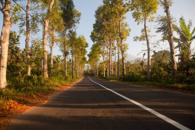 Asfalt yolundaki kauçuk ağaçlar. Asfalt yolu ve Java adasında bir patika..