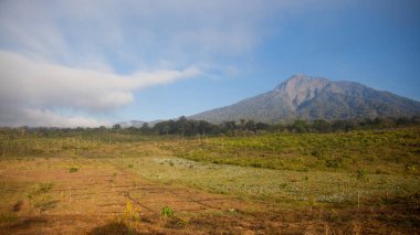 Mavi dağ zeminli güzel sabah manzaralı yeşil tarlalar. Bu fotoğraf Endonezya 'nın merkez Java adasında çekildi..