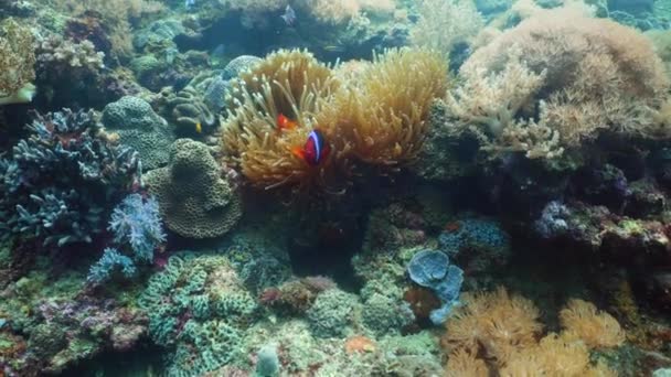 Κοραλλιογενής ύφαλος και ψάρια. Ένας κλόουν ανεμόνευρος με πολύχρωμη ανεμώνη. — Αρχείο Βίντεο