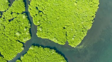 Mangrov ormanları ve nehirleri, en iyi manzara. Mangrov ağaçlarının tropikal arka planı.