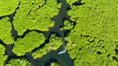 Mangrovlar, en iyi manzara. Mangrov ormanı ve dolambaçlı nehirler.