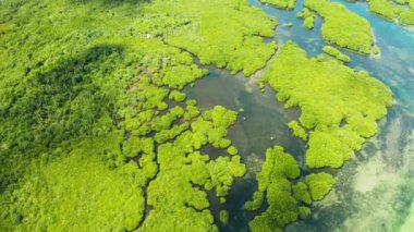 Mangrove ormanının ve nehrin havadan görünüşü. Mangrov ağaçlı tropik orman, tepeden manzara. Mangrovlar ve nehirler.
