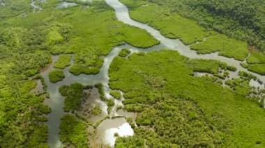River in the jungle, top view. A tropical forest. palms and mangroves.