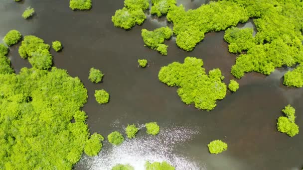Мангровые леса с реками на Филиппинах. Тропический пейзаж с мангровыми зарослями и островами . — стоковое видео