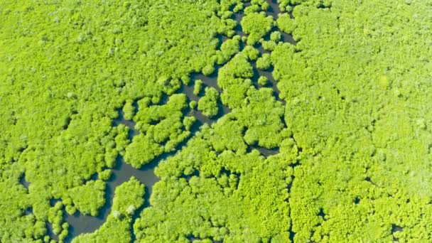 Vedere aeriană a pădurii și râului Mangrove. Peisaj tropical cu pădure de mangrove în zonele umede de sus pe insula Siargao, Filipine. Junglă impenetrabilă. — Videoclip de stoc