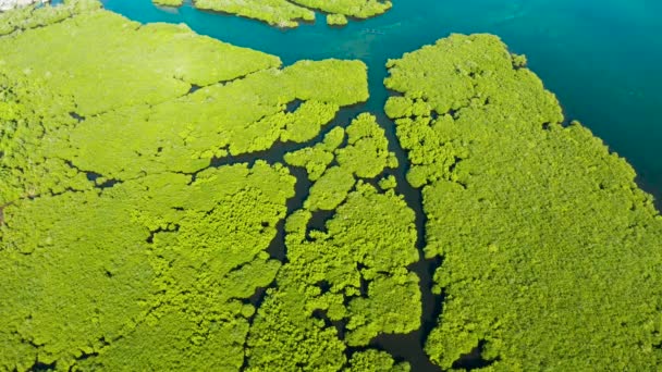 Mangrovlar, en iyi manzara. Mangrov ormanı ve dolambaçlı nehirler. — Stok video