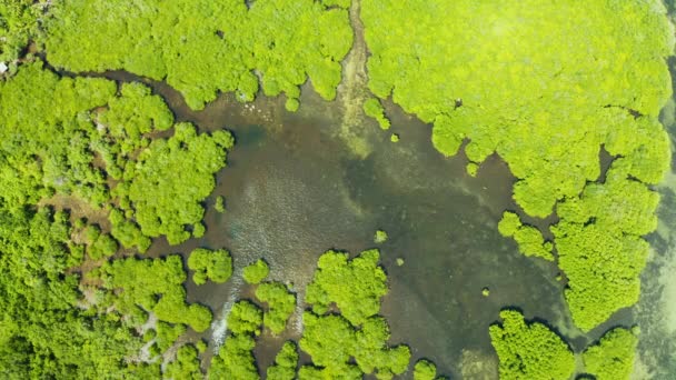 Vista aérea del bosque de manglares y el río. Bosque tropical con manglares, la vista desde la parte superior. Manglares y ríos. — Vídeos de Stock