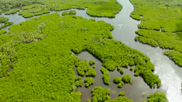 Aerial view of Mangrove forest and river. Tropical landscape with mangrove forest in wetland from above on Siargao island, Philippines. — Vídeos de Stock