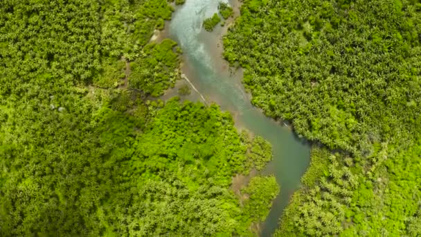Річка в джунглях, вид зверху. Тропічний ліс. долоні і мангрові дерева . — стокове відео