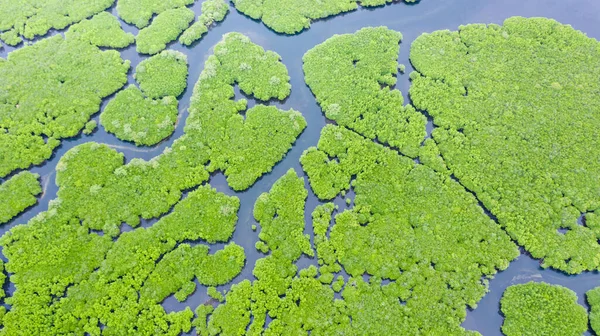 Tropisk Skog Med Mangroveträd Utsikten Uppifrån Mangroves Och Floder Tropiskt — Stockfoto