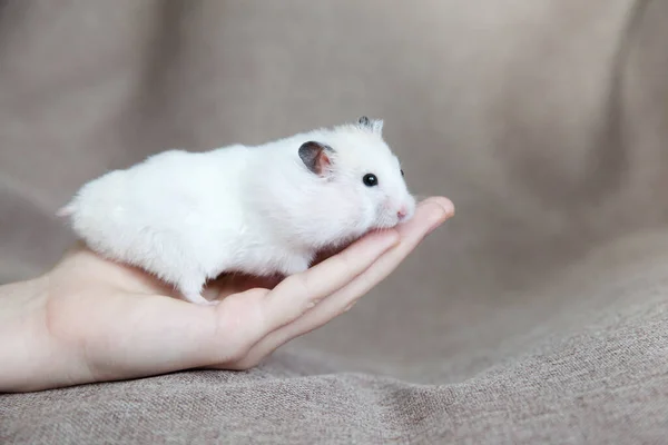 White Hamster Domestic Hamster Hand Close Syrian Hamster Sits Palm —  Fotos de Stock
