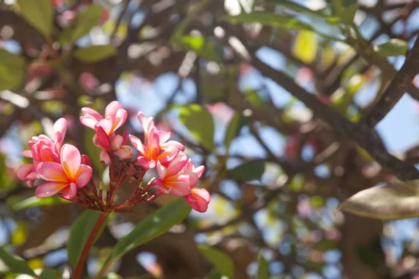 Branch Tropical Pink Flowers Frangipani Plumeria Dark Green Leaves Background — Fotografia de Stock