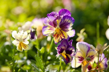 Close up of a purple pansy against blurry background. Pansy flower close up surrounded by green leaves. Purple flower, close-up.