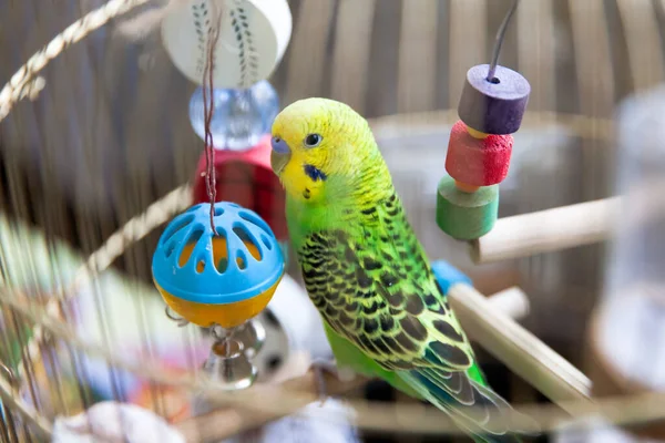 A green wavy parrot sits in a cage. Green parrot pet. Budgerigar with toys, close-up.
