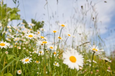 Güzel bir yaz gününde papatya çiçekleri.