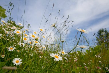 Güzel bir yaz gününde papatya çiçekleri.