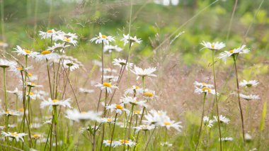 Çiçekler var. Papatya çayı. Çiçekli papatya tarlası, yaz çayırında papatya çiçekleri, papatya çiçekleri, papatya çiçekleri..