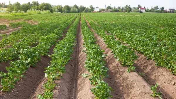 Пейзаж с сельскохозяйственными полями в солнечную погоду. Поле картофеля в деревне . — стоковое фото