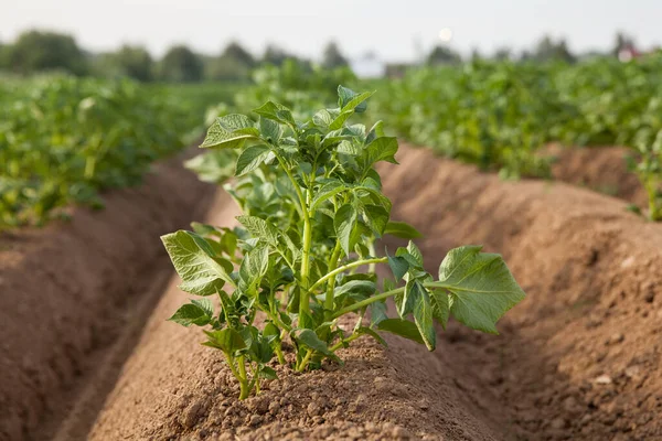 Odling av potatis i Ryssland. Landskap med jordbruksfält i soligt väder. Ett fält av potatis på landsbygden. Stockfoto