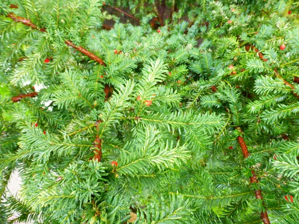 Ripe Yew Berries Yew Tree — Stock Photo, Image