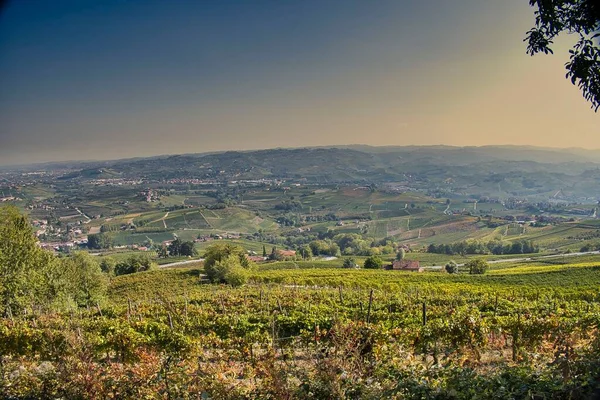 Piedmontese Vineyards Langhe Autumn Day Harvest Period — Stock Photo, Image