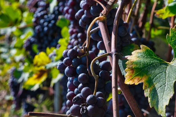Гроздья Винограда Пьемонтских Виноградниках Ланге Сбора Урожая — стоковое фото