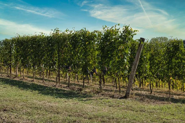 Cachos Uvas Nas Vinhas Piemontesas Langhe Antes Colheita — Fotografia de Stock