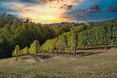 Sonbaharda Langhe 'nin Piedmontese üzüm bağları. Sıcak bir sonbahar gününde hasat döneminde.