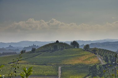 Sonbahar hasat mevsiminde üzüm bağlarıyla dolu Piedmontese Langhe 'nin manzarası.