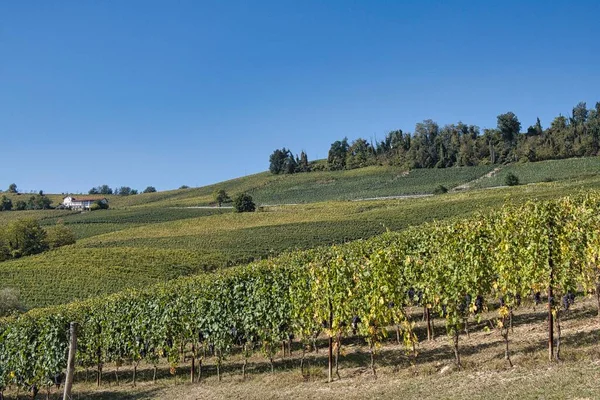 Landscapes Piedmontese Langhe Alba Autumn Harvest — Stock Photo, Image