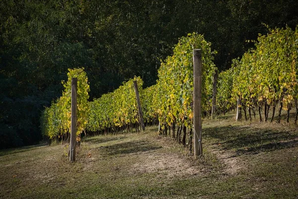 Vinhas Piemontesas Langhe Outono Durante Período Colheita Dia Quente Outono — Fotografia de Stock