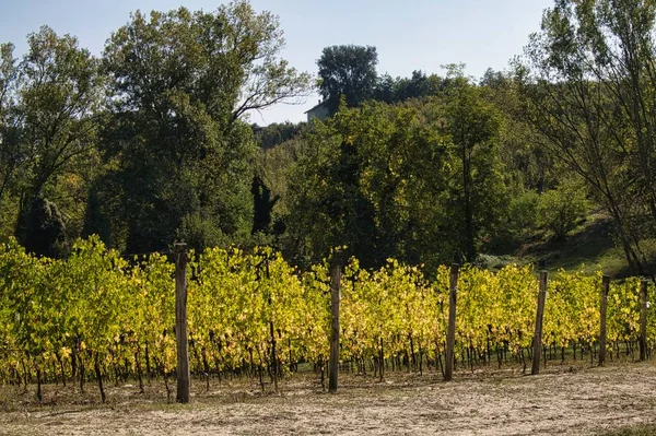 Kolory Winnic Langhe Jesienią Podczas Zbiorów Aby Przygotować Wino — Zdjęcie stockowe