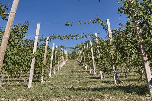 Les Vignobles Piémontais Des Langhe Automne Pendant Période Des Vendanges — Photo