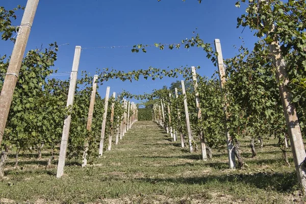 Vigneti Piemontesi Delle Langhe Autunno Durante Periodo Della Vendemmia Una — Foto Stock