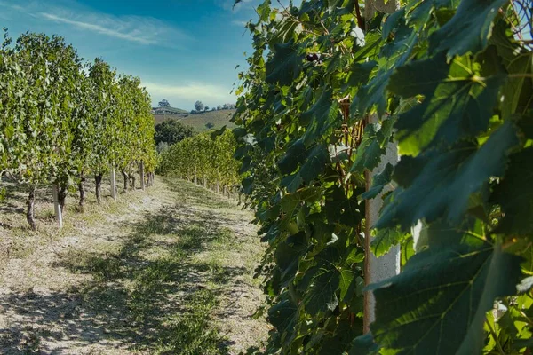 Ландшафты Ланге Виноградниками Осенью Время Сбора Урожая Сделать Вино — стоковое фото