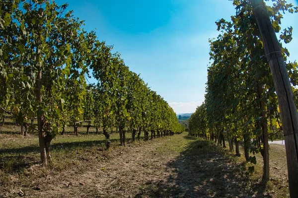 Die Piemontesischen Weinberge Der Langhe Herbst Während Der Erntezeit Einem Stockbild