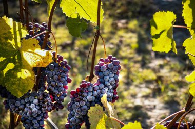 bunches of grapes in the vineyards of the Piedmontese Langhe in autumn, during the harvest time clipart