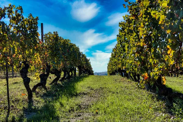 Vinhas Langhe Piemontês Outono Aquando Vindima — Fotografia de Stock