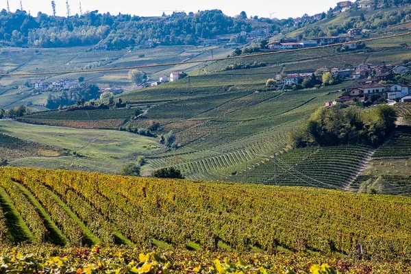 Szőlőültetvények Piemonte Langhe Ősszel Idején Szőlőszüret — Stock Fotó